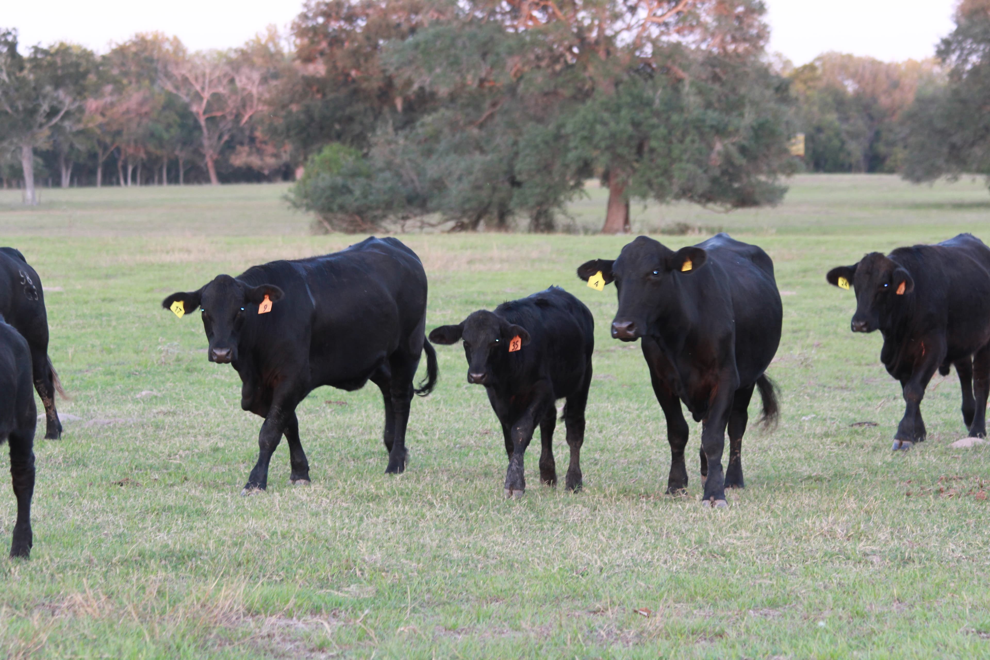 Cattle in the fields