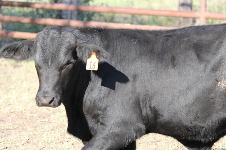 Picture of cattle