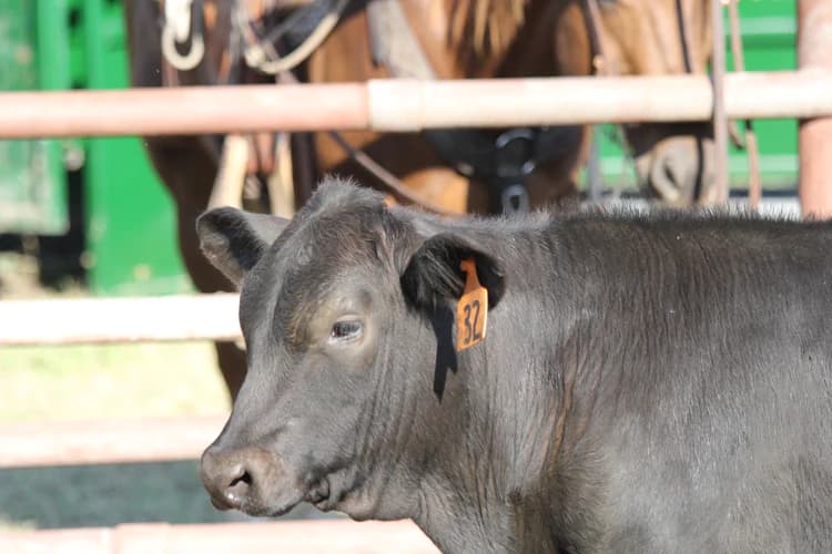 Picture of cattle