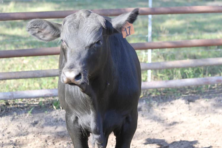 Male Bull