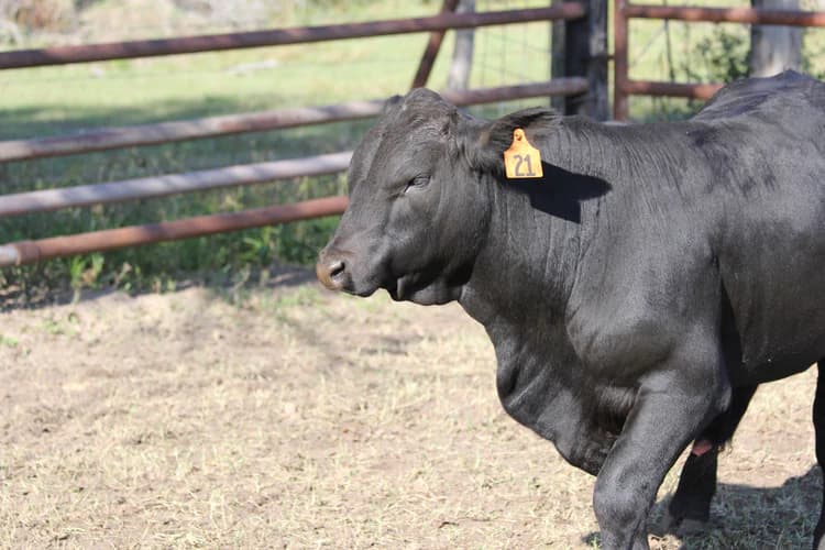 Male Bull