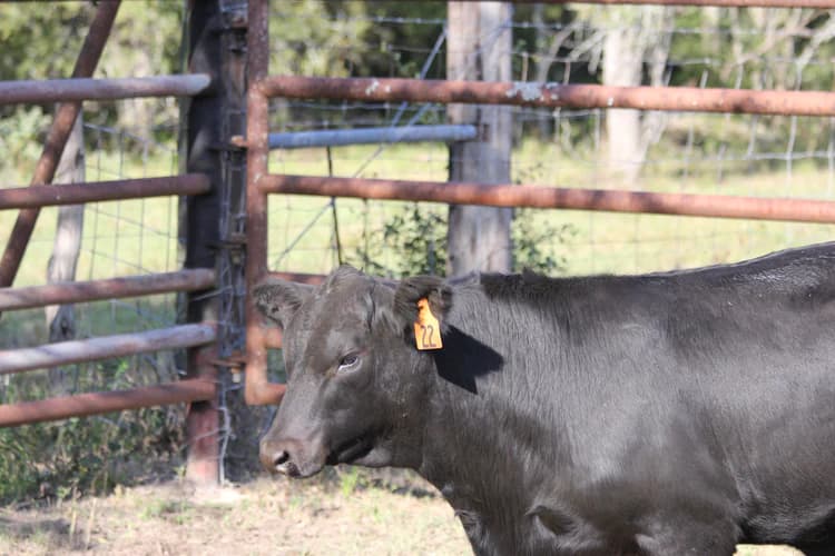 Male Bull