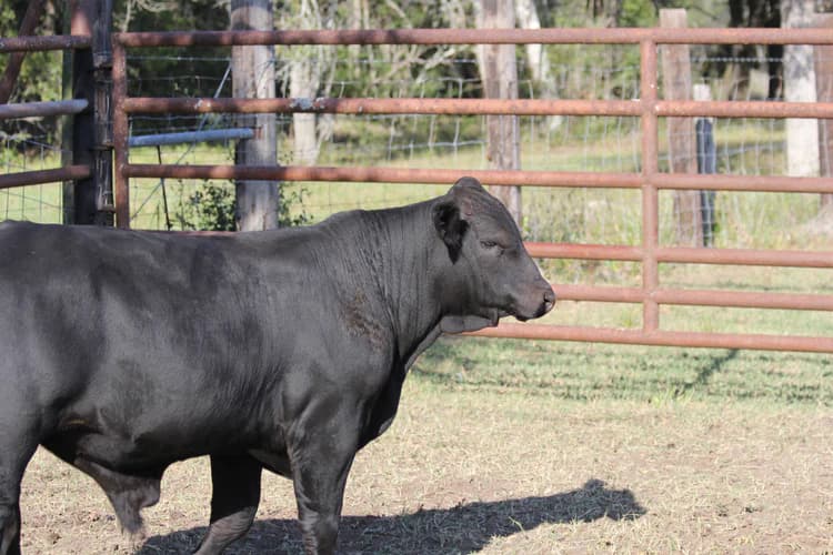 Picture of cattle