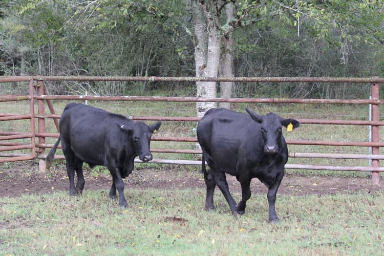 Picture of cattle
